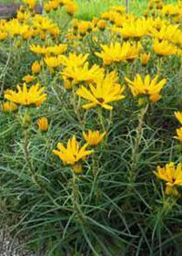 Helianthus salicifolius 'Table Mountain'